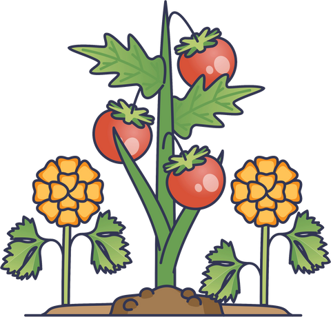 3. Diverse Plantings
