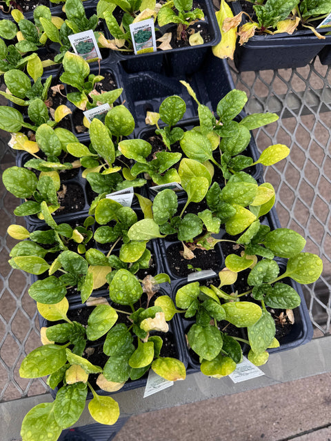 Why Your Garden Is Hungry: What to Know about Plant Nutrition and Healthy Soil