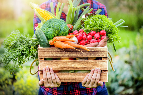 Soil Health 101: A Home Gardener’s Guide to Thriving Plants and a Living Garden