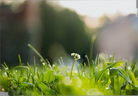 Just Good Soil Regenerative Gardening Principles: Maximize Plant Diversity