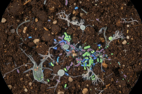What Are Soil Microbes and What Do They Do?