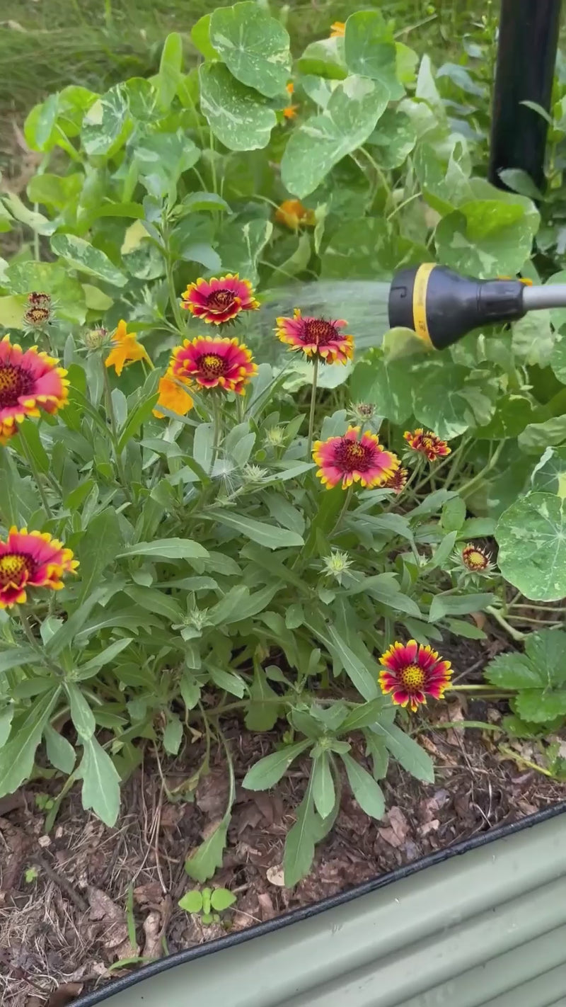 Sprout watering